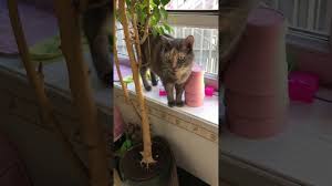 Bu Kedi Konusuyor Mu Kedi Lokum Gunaydin Hayat Mi Dedi Cicek Bocek Sevgi Ve Huzur Dolu Bir Gune Youtube 2020 Kedi Hayat Sevimli Kediler