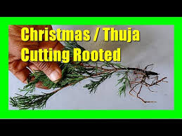 Image result for cuttings thujas