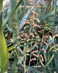 Image result for Aloe bukobana