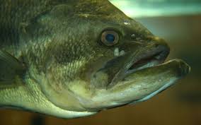 largemouth bass wikipedia