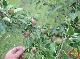 Epingle Sur Tonnelle Jardin