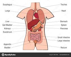 Images Human Organs Labeled Inner Organs Human Anatomy