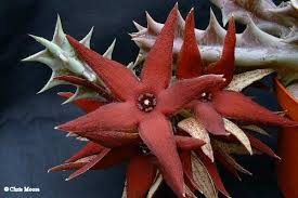 Image result for Orbea lugardii