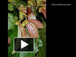 Image result for Brachycorythis pubescens