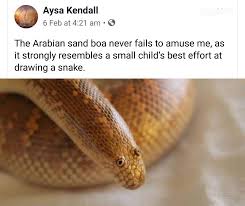 The erycinae are a subfamily of nonvenomous snakes in the family boidae. Arabian Sand Boa Meme Shefalitayal