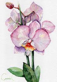 Orchid Flowers Purple Pink Green Yellow Watercolor Original Painting From The Artist Svetlana Smirnova Painting Original Paintings Watercolor Flowers