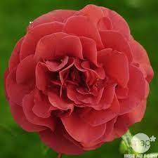Pin Di Camellia