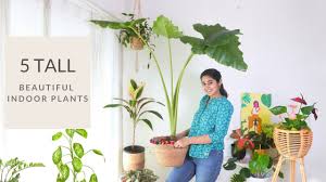 House plants that repel bugs. Plants That Can Help Prevent Mosquitoes At Home Garden Up Youtube