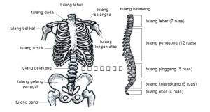 Tulang anggota gerak atas terdiri dari lengan, tulang hasta, tulang pengumpil, tulang pergelangan tangan, tulang telapak tangan serta tulang jari tangan. Tulang Penyusun Rangka Manusia Terlengkap Dosenbiologi Com