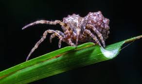 Keep spiders out of your home verified pest control methods folk remedies community q&a most spiders prefer living outdoors, but all too often, you may run across a few spiders that have found their way indoors in search of food or shelter. When Do Spiders Come Indoors How To Protect Your Home From Bugs This Spider Season Nature News Express Co Uk