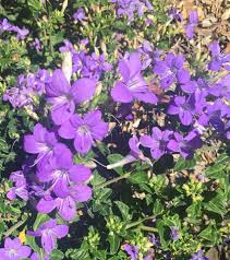 Image result for Barleria obtusa