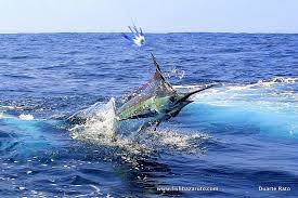 We did not find results for: Nz Big Game Fishing Facebook