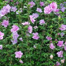 「ムクゲ 。画像。」の画像検索結果