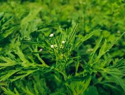 Image result for Parthenium