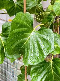 Image result for Ipomoea albivenia