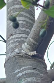 Image result for Afrocanthium mundianum