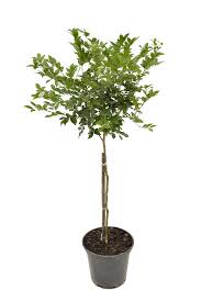 Image result for Murraya