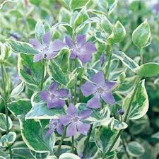 Image result for Vinca major
