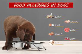 Dog Food Allergies Oakland Veterinary Referral Services