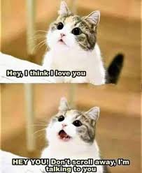 14 Cat Adoption Photos That Will Definitely Melt Your Heart Funny Animals Cat Memes Cute Animals