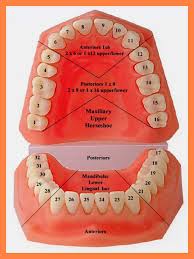 15 Tooth Map Numbers Resume Package Dental Dental Anatomy Dental Assistant Study