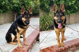 Sometimes, you may find a gsd, german shepherd for free in kentucky to a good home listed. Kentucky German Shepherd Rescue Of Orange County
