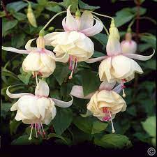 Fuchsia Annabel 1 Plant Buy Online Order Yours Now Fuchsia Flowers Fuchsia Garden Flower Garden Design