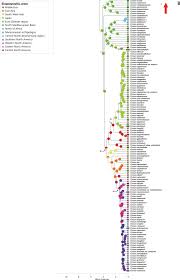 Image result for Cirsium  buchwaldii
