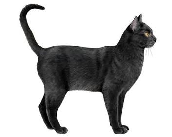 Bombay Facts - Wisdom Panel™ Cat Breeds