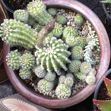 Some have offsets, some do not. Echinopsis Rainbow Bursts Echinopsis Rainbow Bursts In Gardentags Plant Encyclopedia