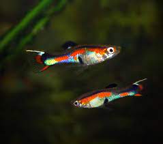 Endlers or endler's livebearer is a colorful species of the poecilia genus sold by the name of endler's guppy in pet shops. Endlers Guppy Wikipedia