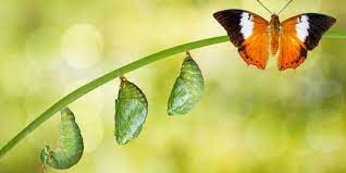 Voer hem, speel met hem en zorg dat hij goed is. Rupsje Nooitgenoeg De Harde Waarheid Rond Digitale Transformatie Marketingfacts