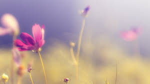 We did not find results for: Wallpaper Sunlight Sunset Nature Sky Field Yellow Morning Blurred Blossom Pink Purple Flowers Light Color Leaf Flower Flora Petal Meadow Atmospheric Phenomenon Computer Wallpaper Atmosphere Of Earth Land Plant Flowering Plant