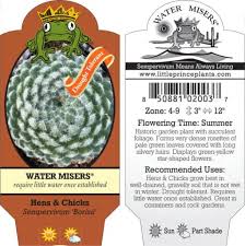 Image result for Bulbostylis hensii