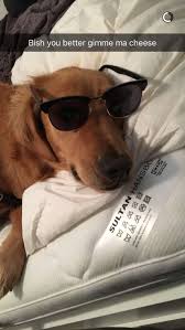 We did not find results for: Dogs With Sunglasses Home Facebook