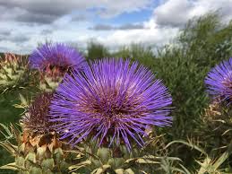 There are over 200 species of cacti and are among the most commonly grown in the home. Cactus Blue Spina Thorny Desert Beach Sea Costa Piqsels