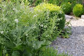 Image result for Crambe
