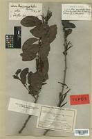 Image result for Agelanthus