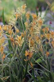 Image result for Anigozanthos