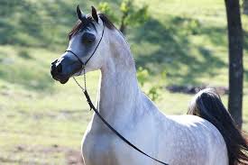 Arabian Horse