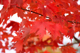 This dependable and fast growing tree will be the envy of your block every fall when the beautiful leaves turn bright red. Autumn Fantasy Maple Tree Push Picture