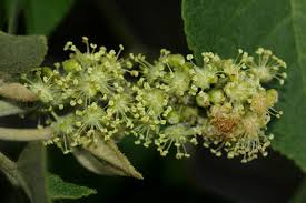 Image result for Croton leuconeurus