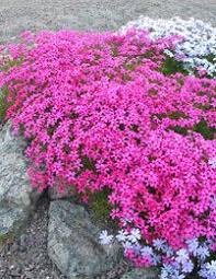 And hungry deer will eat almost anything, depending on what else is available (deer in different regions have different palates). Phlox Subulata Plants Deer Resistant Garden Deer Resistant Plants