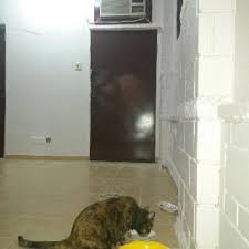 Near you 20+ cat boarding services near you. Riyadh Best Pet Boarding Grooming For Dogs Cats With Pickup Petbacker Riyadh Province