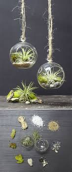 It is not airtight, and there is no tight bottleneck or removable top. Air Plant Terrarium Hanging Air Plants Air Plant Display Plant Display Ideas