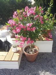 Hat der oleander im garten nach einem. Oleander Gartenzeitung Com