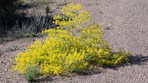 Image result for Cleome schimperi