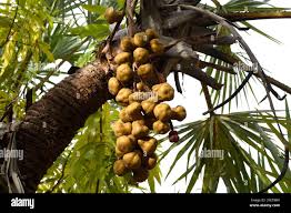 Image result for Hyphaene coriacea