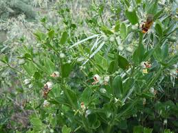 Image result for Zygophyllaceae