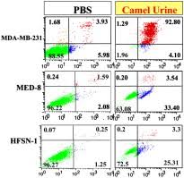 Camel's urine is also efficacious in the treatment of swelling of the liver and other diseases such as abscesses heeding the advice found in the hadith, dr. Camel Urine Components Display Anti Cancer Properties In Vitro Sciencedirect